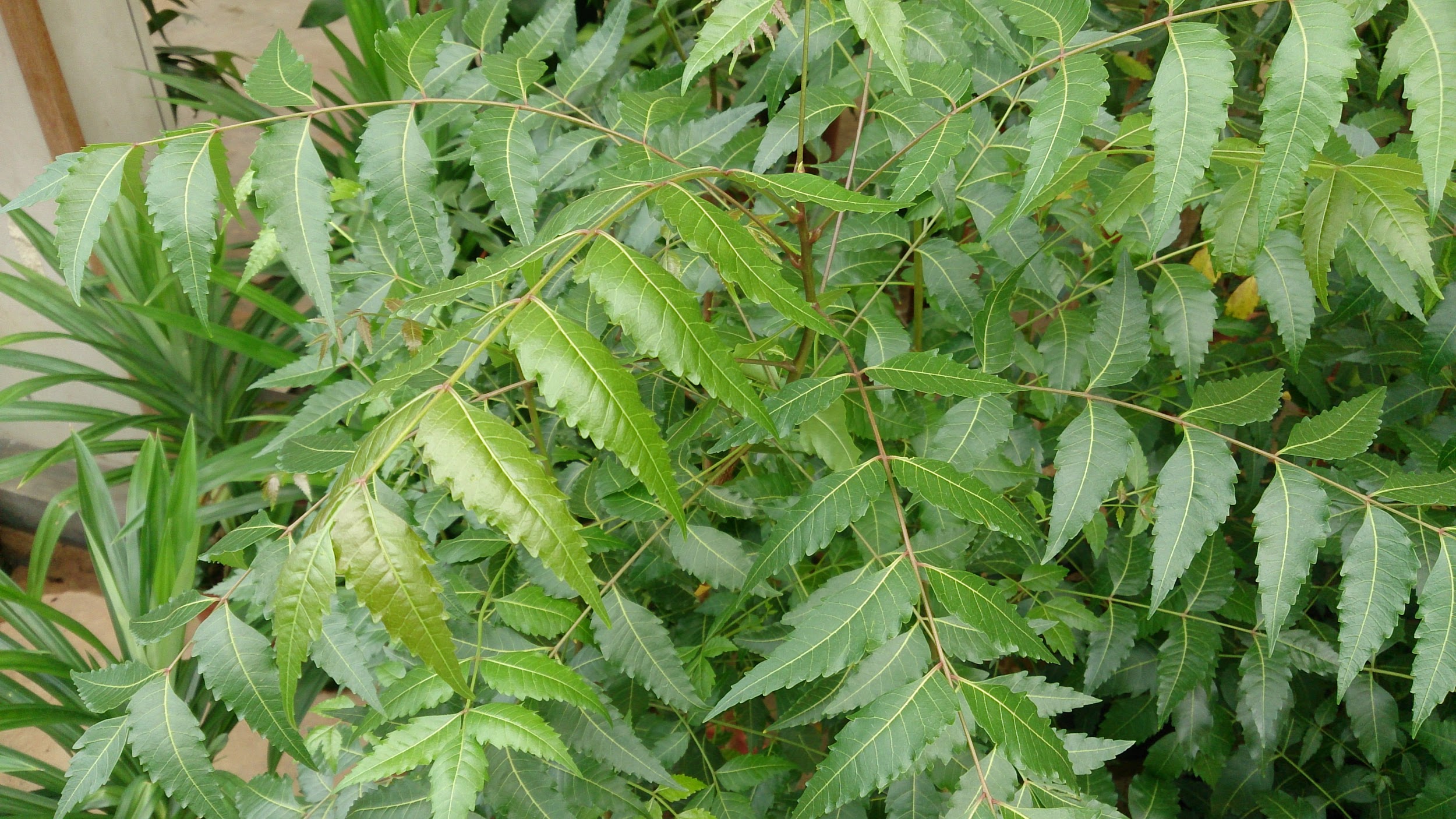 File:Neem Tree (Azadirachta indica) 1.jpg - Wikimedia Commons