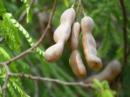 Tamarind | Tamarindus indica. Fabaceae (Leguminosae). One of… | Flickr