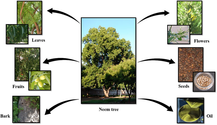 The Neem plant and its components: tree, leaves, fruits, bark, flowers,... | Download Scientific Diagram